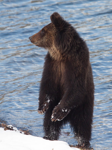 站在雪覆盖的海滩上的灰熊幼崽图片下载