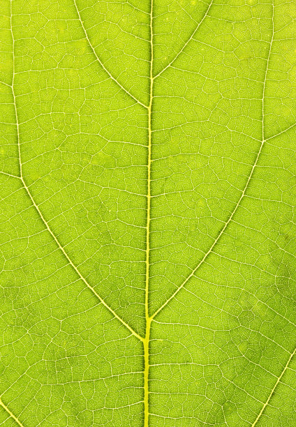 新鲜的绿叶纹理微距特写图片下载