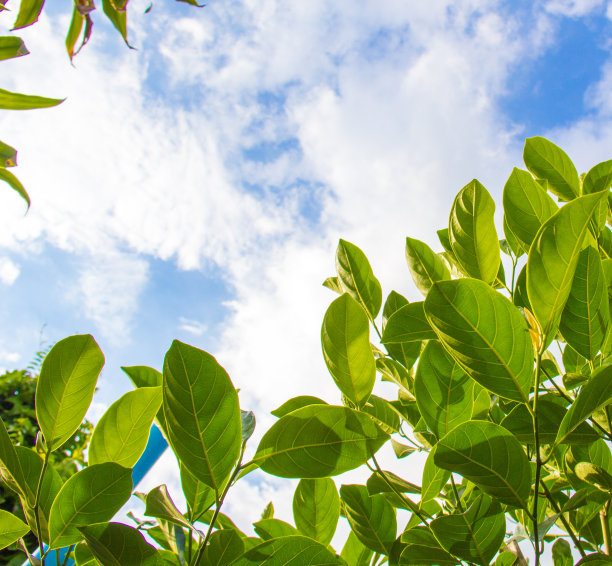 树叶后面的天空背景图片下载