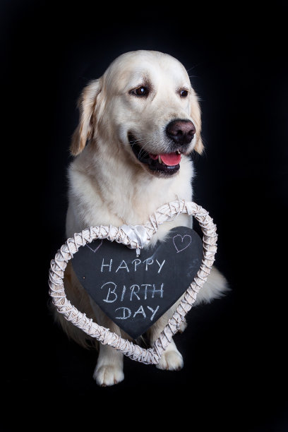 金毛祝你生日快乐图片下载