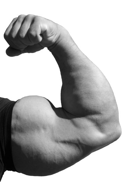 肱二头肌图片下载