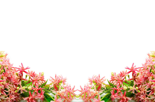 金银花图片素材ID：140584084