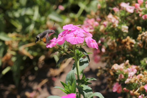 飞蛾飞翔图片下载