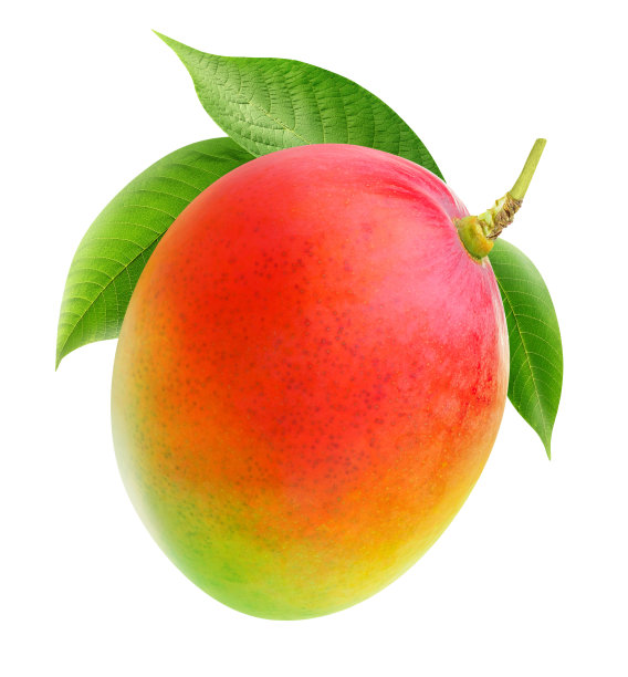 枝条上的孤立芒果图片下载