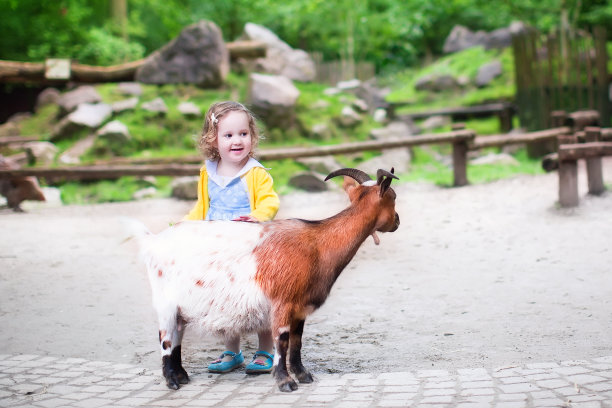 可爱的小女孩在喂山羊图片下载