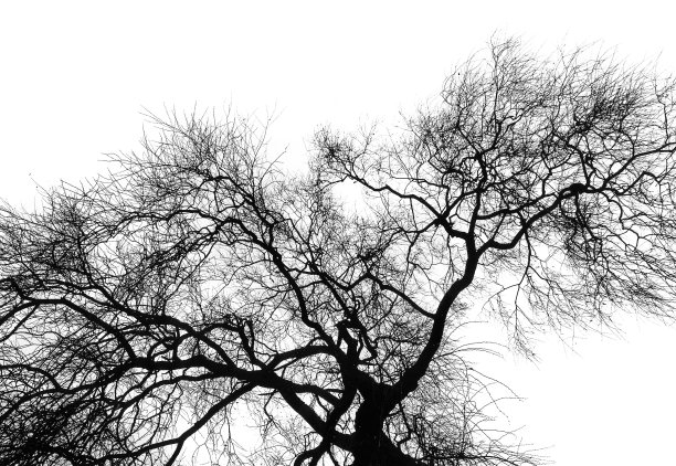 冬天的树图片下载