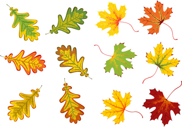 秋天的落叶图片下载