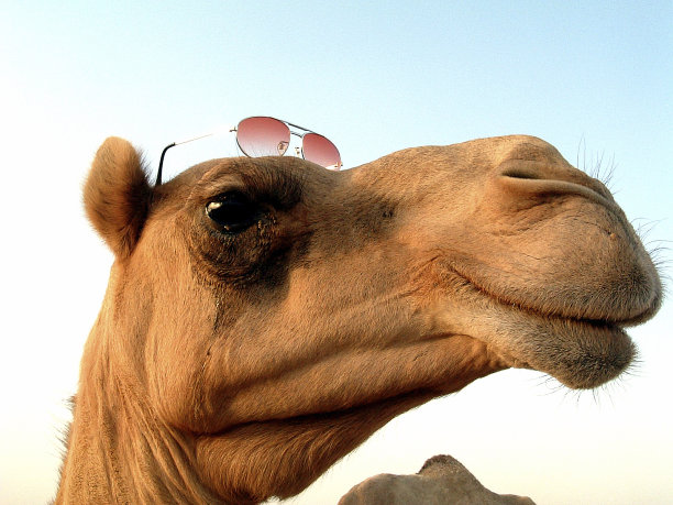戴着墨镜的骆驼图片下载