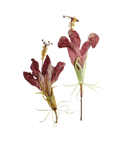 压榨和干花木槿孤立在白色图片下载