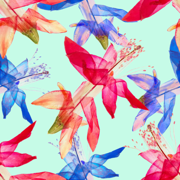 Schlumbergera,圣诞仙人掌。花型纹理无缝。花背景，照片拼贴图片下载