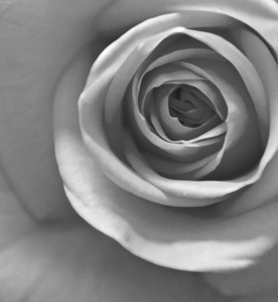 玫瑰，不管叫什么名字图片下载