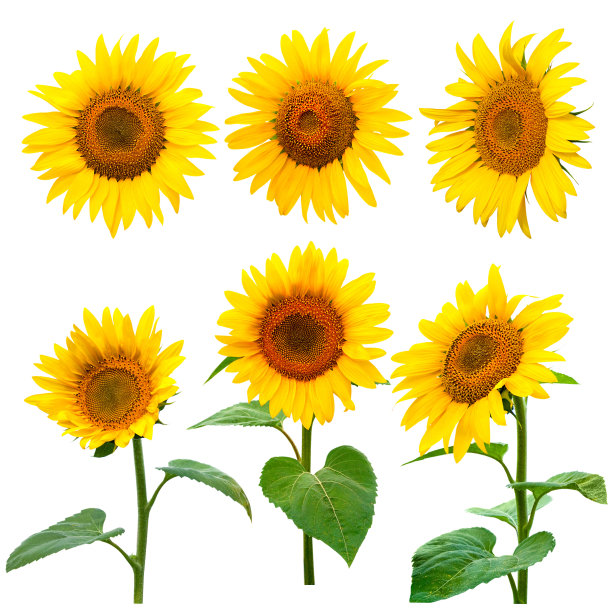 向日葵集合图片下载