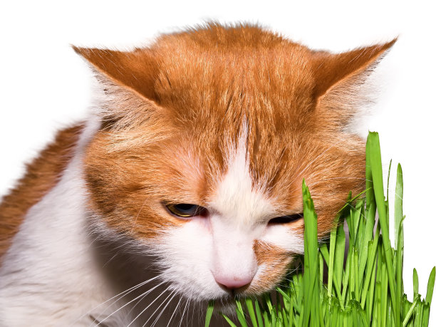 猫吃草图片下载