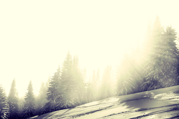 阳光普照的雪林图片下载