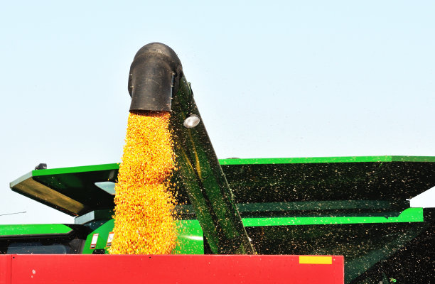 玉米钻图片下载