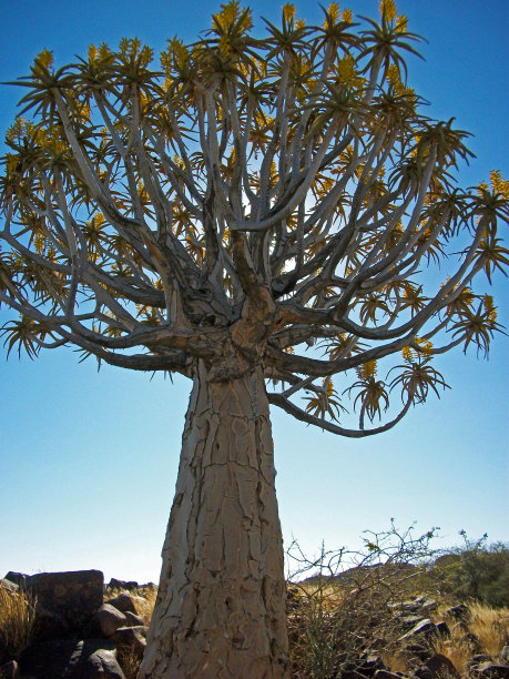 箭袋树图片下载