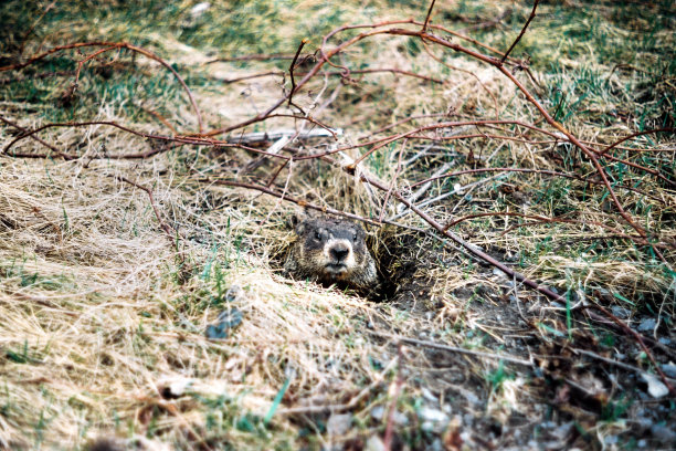 土拨鼠图片下载