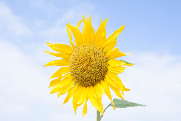 大大的向日葵和蓝色的天空图片下载