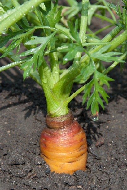 胡萝卜图片下载