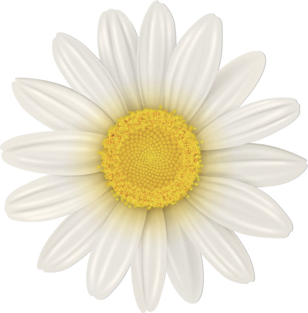 雏菊花图片下载
