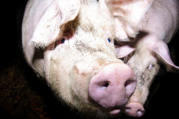 农场里的猪图片下载