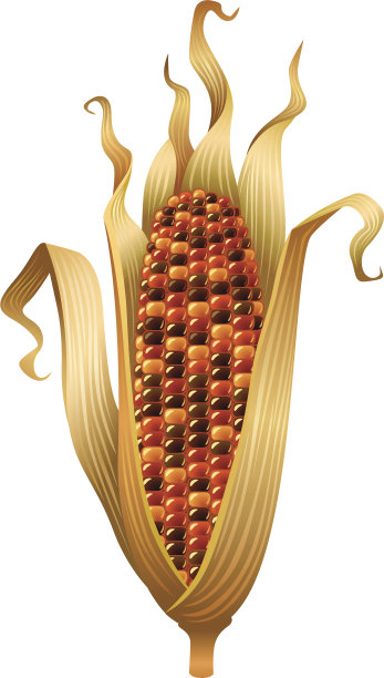 玉米图片下载