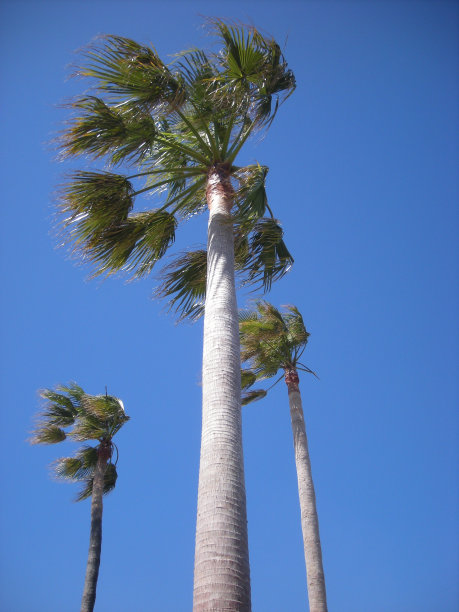 棕榈树和蓝天图片下载