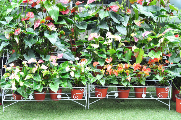 装饰植物花园图片下载