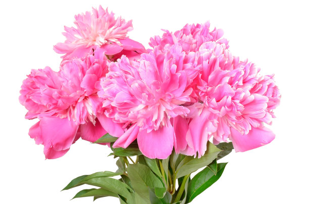 一束粉红色的牡丹图片下载