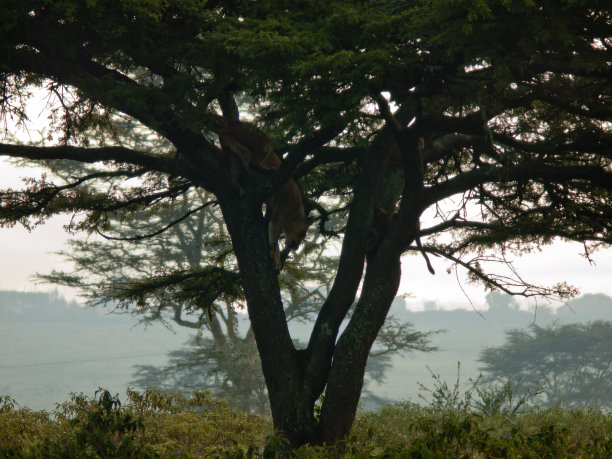 成年狮子从树上跳下来图片下载