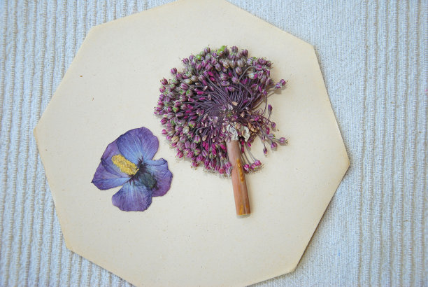 干野花图片下载