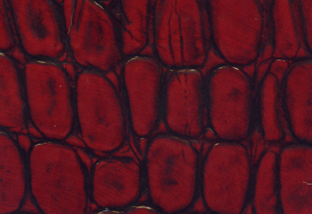 红色和黑色鳄鱼皮纹理图片下载