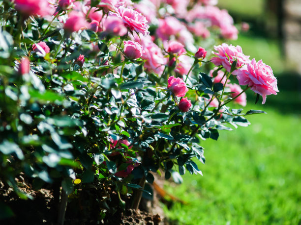 玫瑰花园图片下载