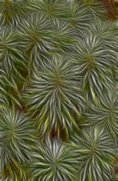 精致的花园图片下载