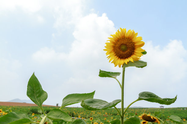 向日葵在多云的天空图片下载
