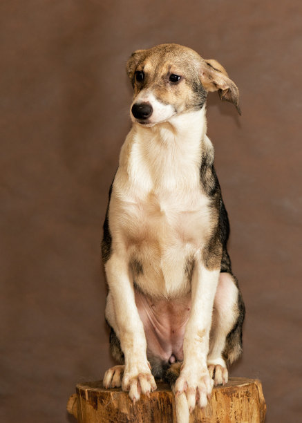 被人扔出的无家可归的狗图片下载