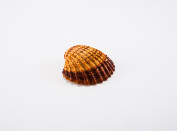 白色背景上的贝壳图片下载