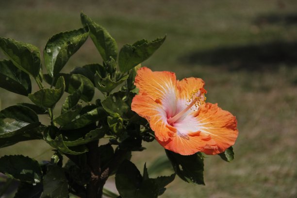 花，大岛，夏威夷图片下载