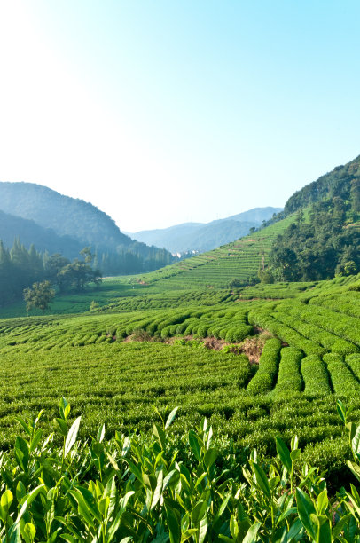 茶园图片下载