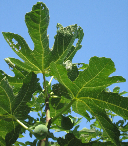 无花果树图片下载