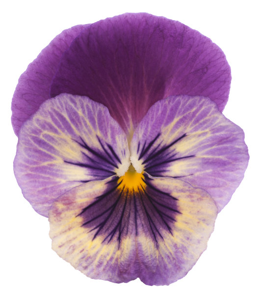 堇型花图片下载