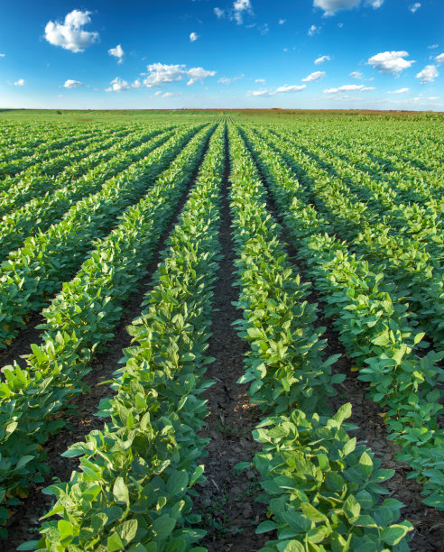 大豆图片素材ID：140695126