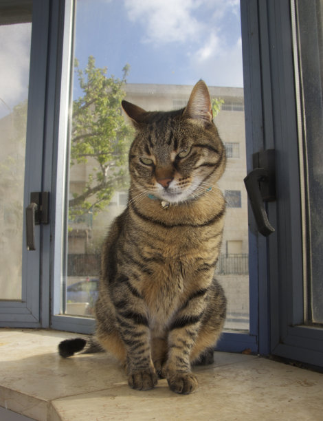 橱窗里的虎斑猫图片下载