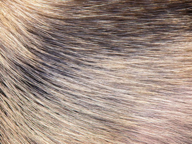 狗的皮毛图片下载