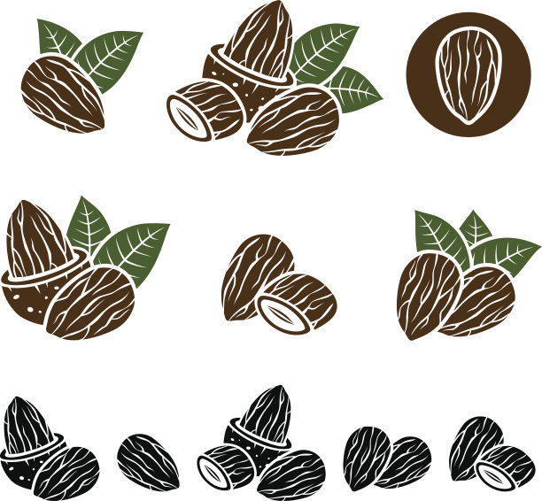 杏仁。向量图片下载