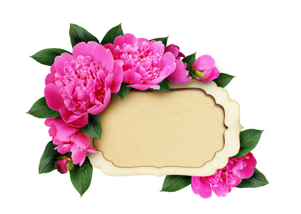 粉红色的牡丹花和一张纸标签图片下载