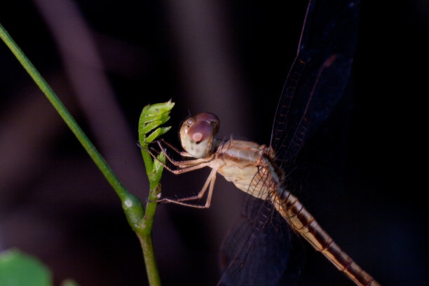 蜻蜓在分支图片下载