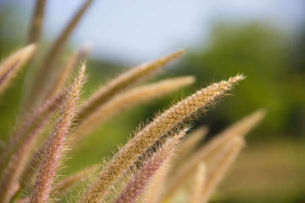 美丽的草花在夏天图片下载