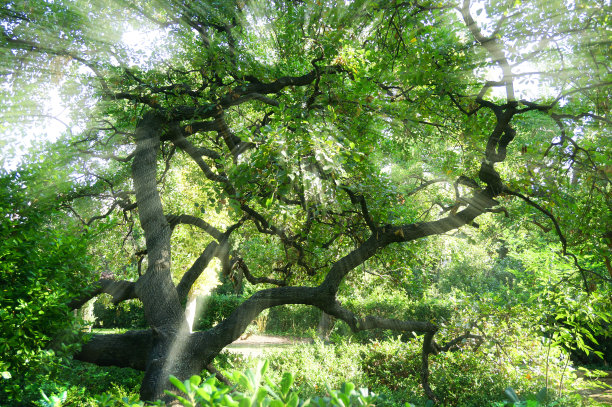 明亮的阳光穿过树枝，图片下载