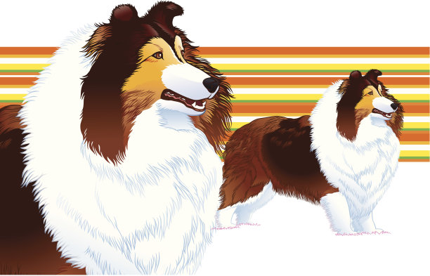 设得兰谢普多图片下载